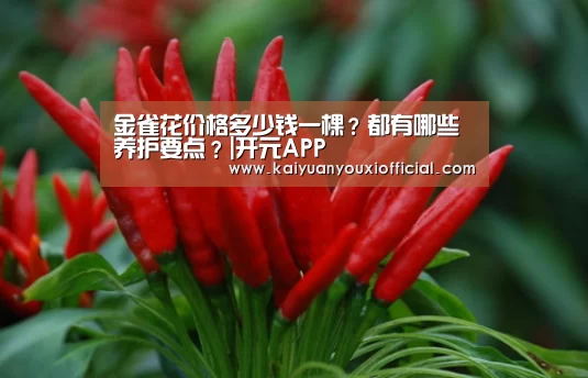金雀花价格多少钱一棵？都有哪些养护要点？|开元APP